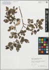 Foto von Salix myrsinifolia subsp. myrsinifolia Salisb.